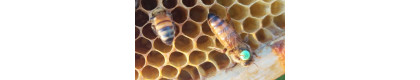 Сицилийская пчела
